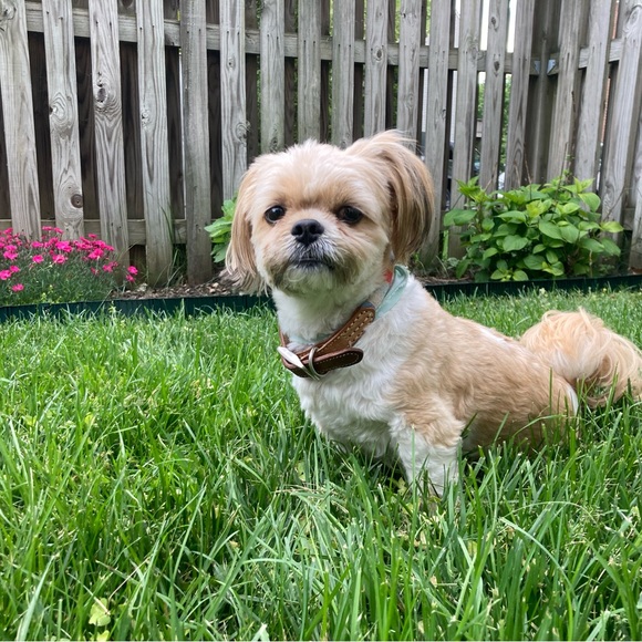 Meet your Posher, Nikki - Picture 2 of 6